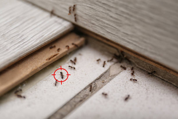 Reliable Jerome, IL Pest Control Solutions