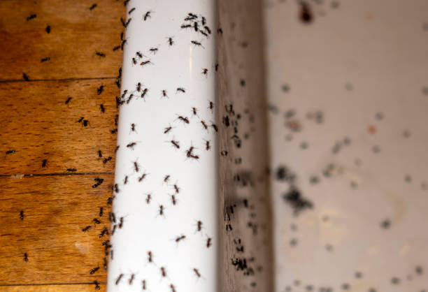 Best Insect Control  in Jerome, IL